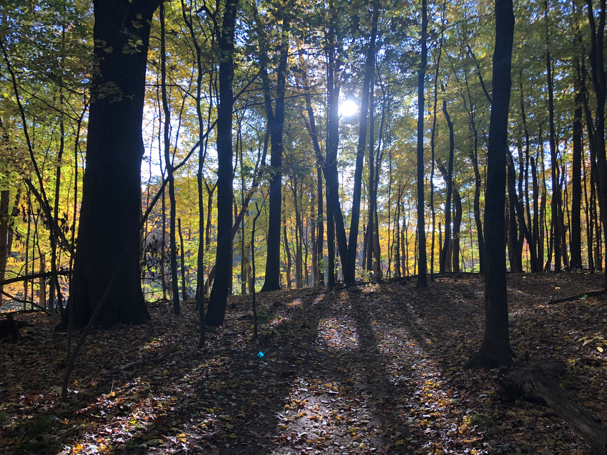 the sun is shining through the trees