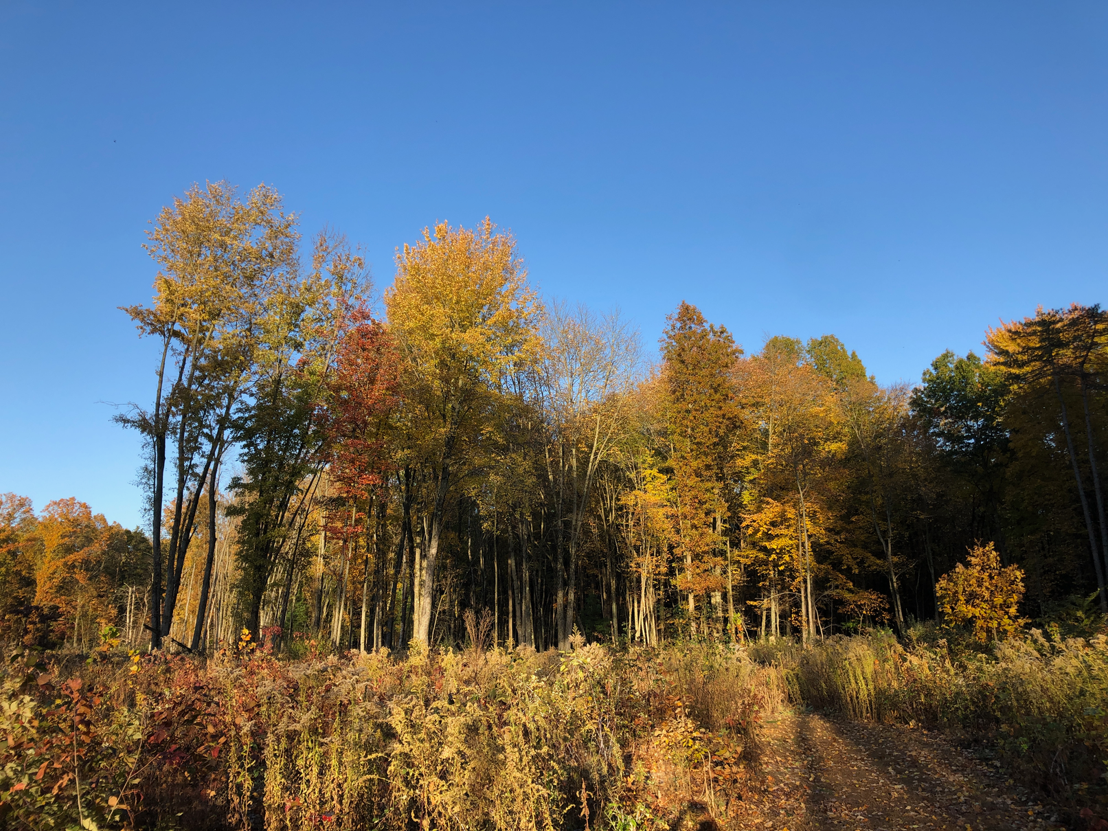 autumn trees in the woods with a blue sky in the background